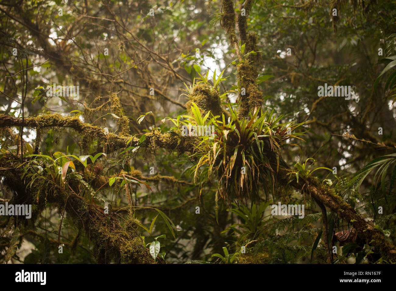 Immagine di piante parassite sull albero nella Monteverde Cloud Forest, Costa Rica Foto Stock