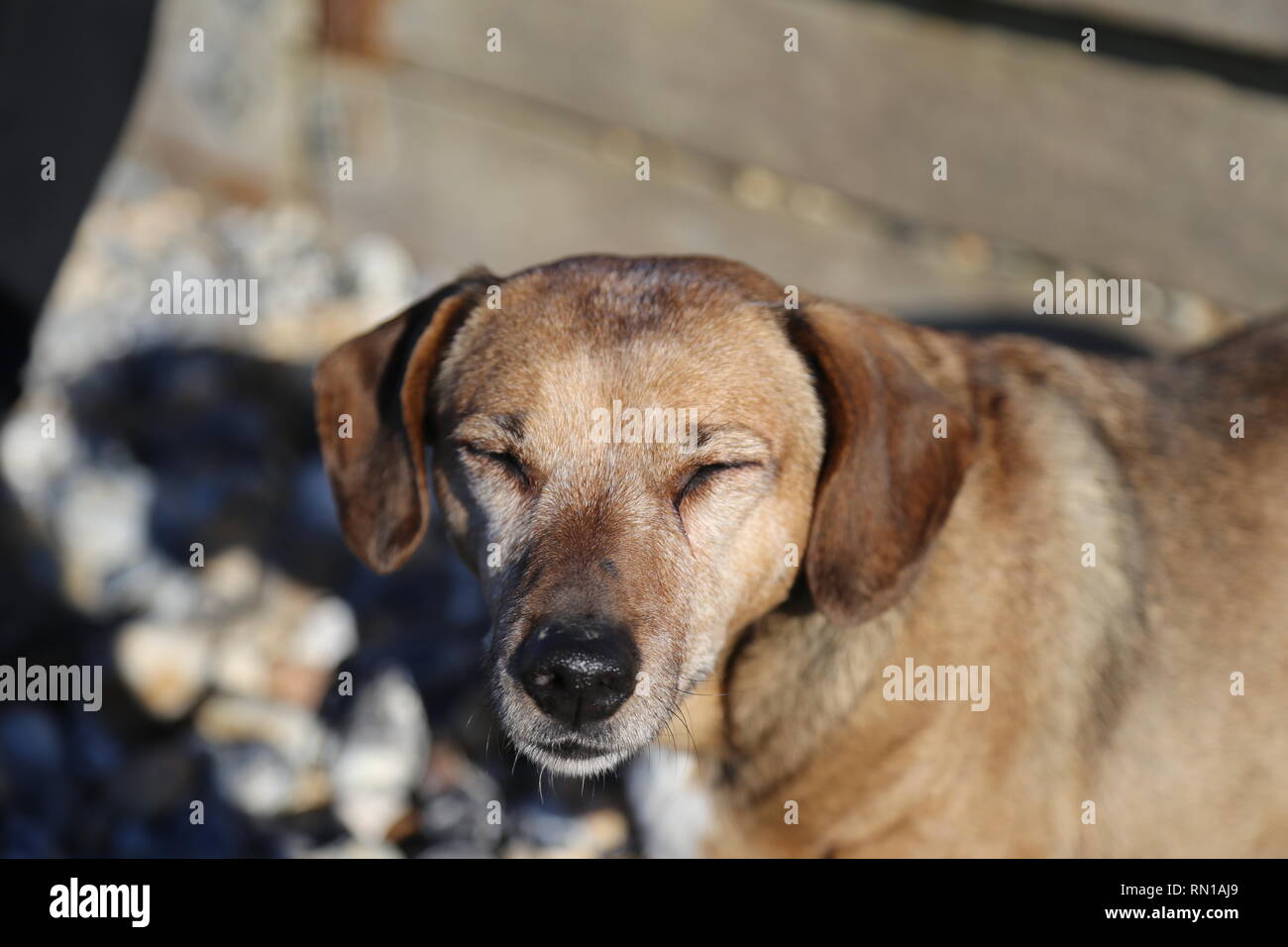 Un cane di piccola taglia a lampeggiare a fotocamera in spiaggia al sole Foto Stock