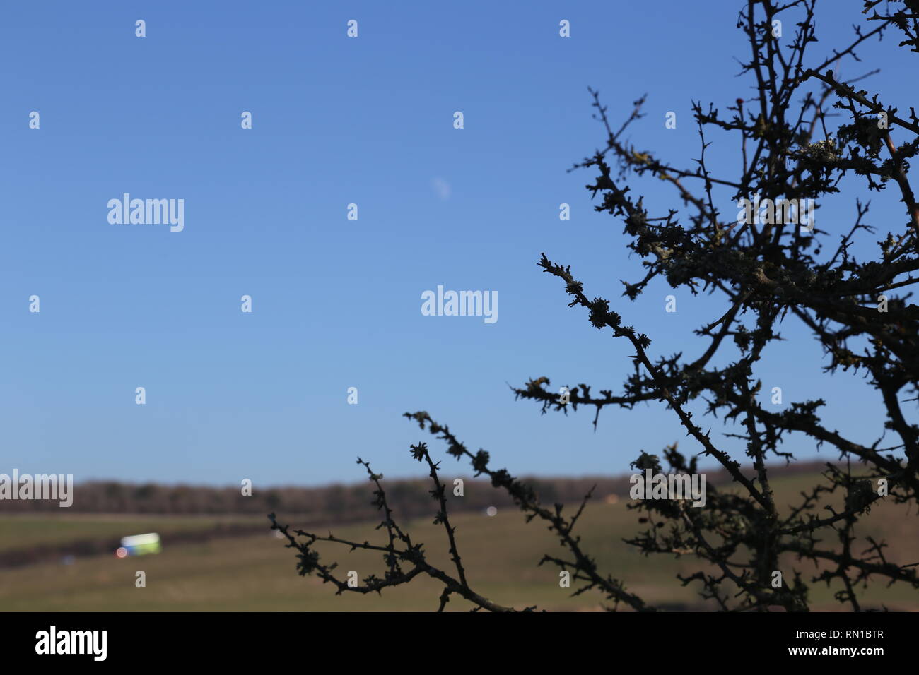 Impianto di Ginkgo in sillhouette con cielo blu Foto Stock