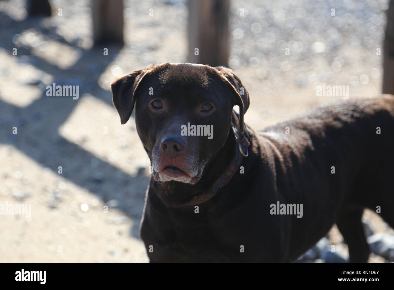 Brown labrador cross cane in spiaggia Foto Stock