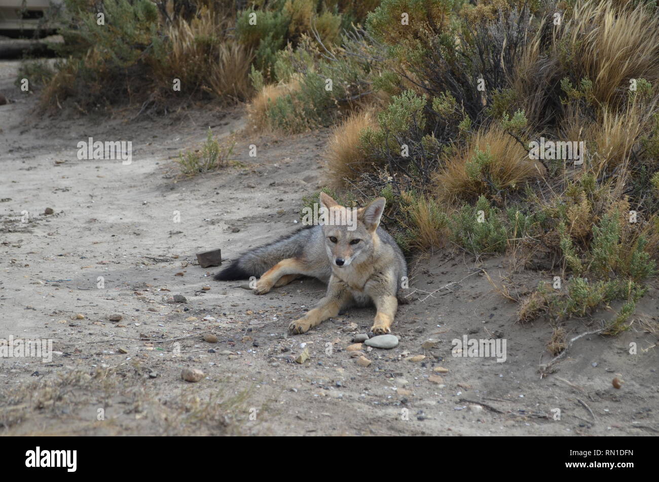 Culpeo fox (Lycalopex culpaeus) abituati alla presenza umana nel Monte León national park, Patagonia Argentina Foto Stock