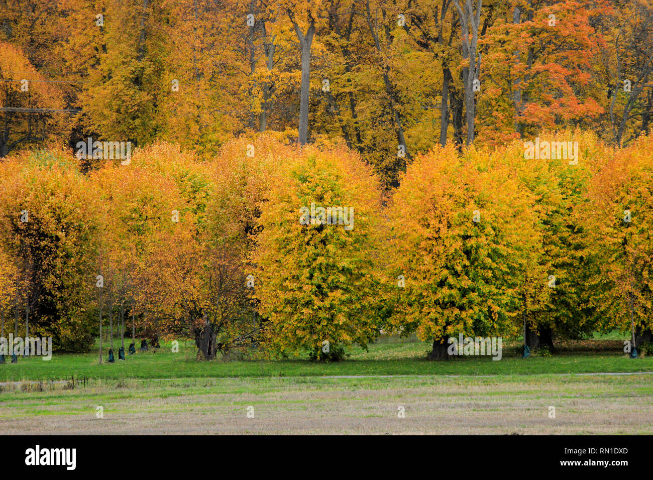 Barockparken (Barock park) paesaggi durante la stagione autunnale, circondato dal caldo colore albero colorato fogliame, betulle e aspens. Upplands Vasby, Svezia Foto Stock