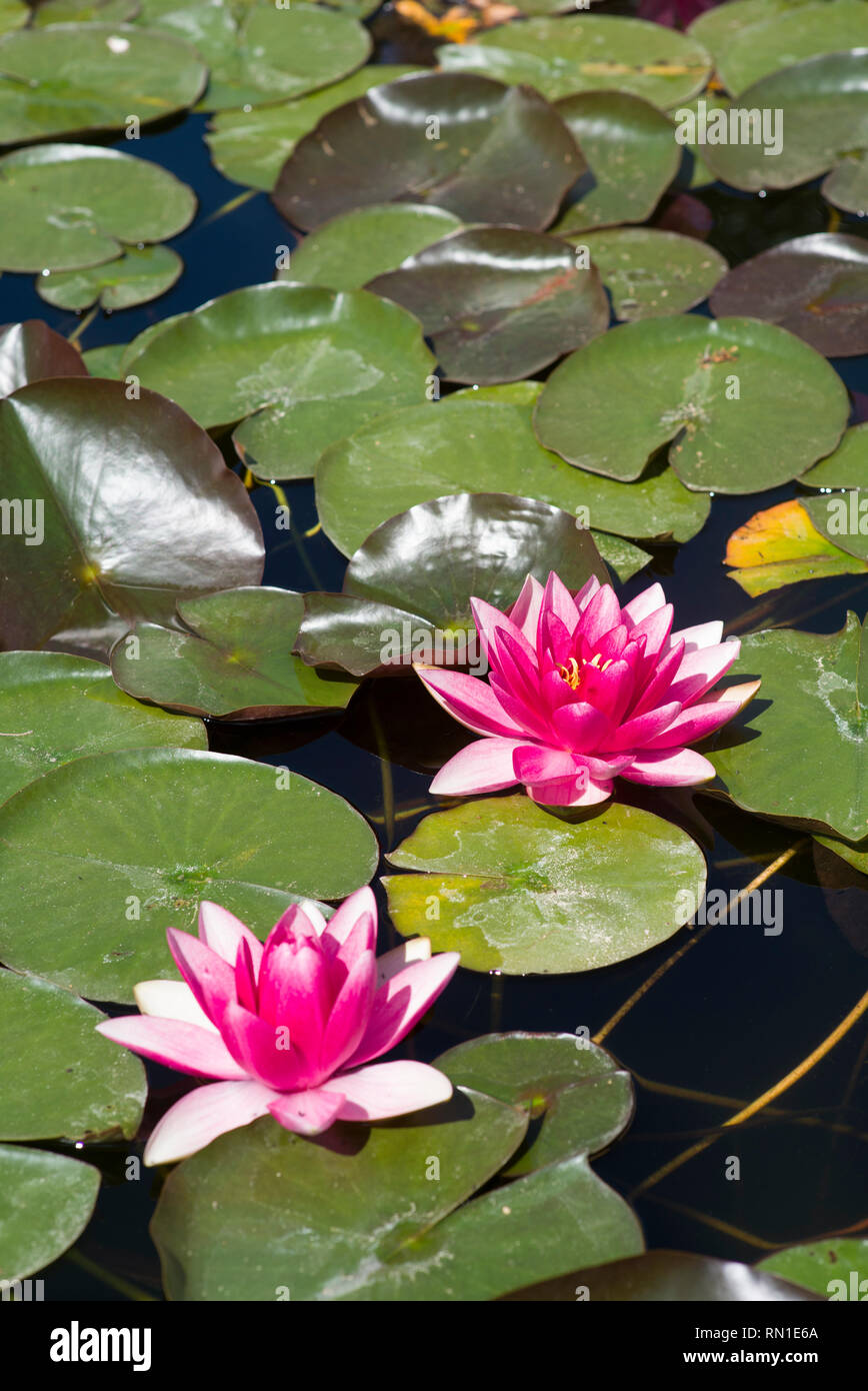 Waterlilies rosso in un stagno Foto Stock