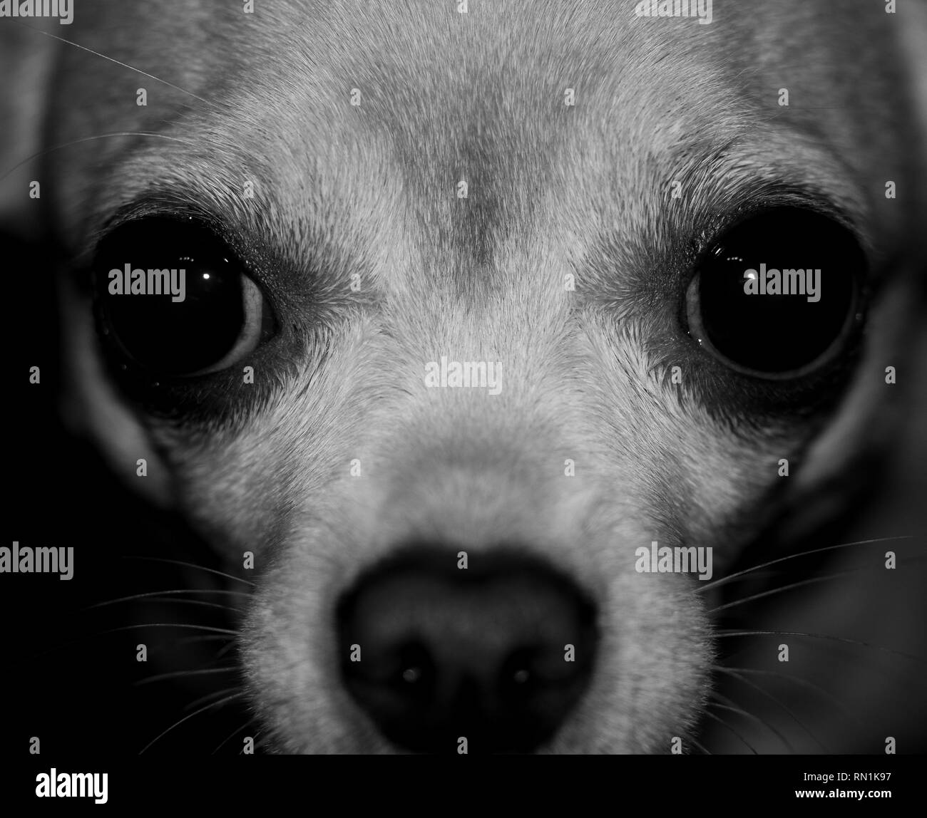 Chihuahua close up Foto Stock