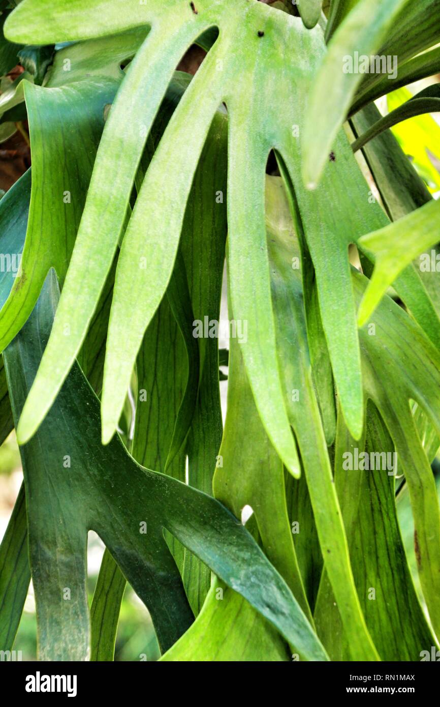 Platycerium bifurcatum pot nel giardino di Elche Foto Stock