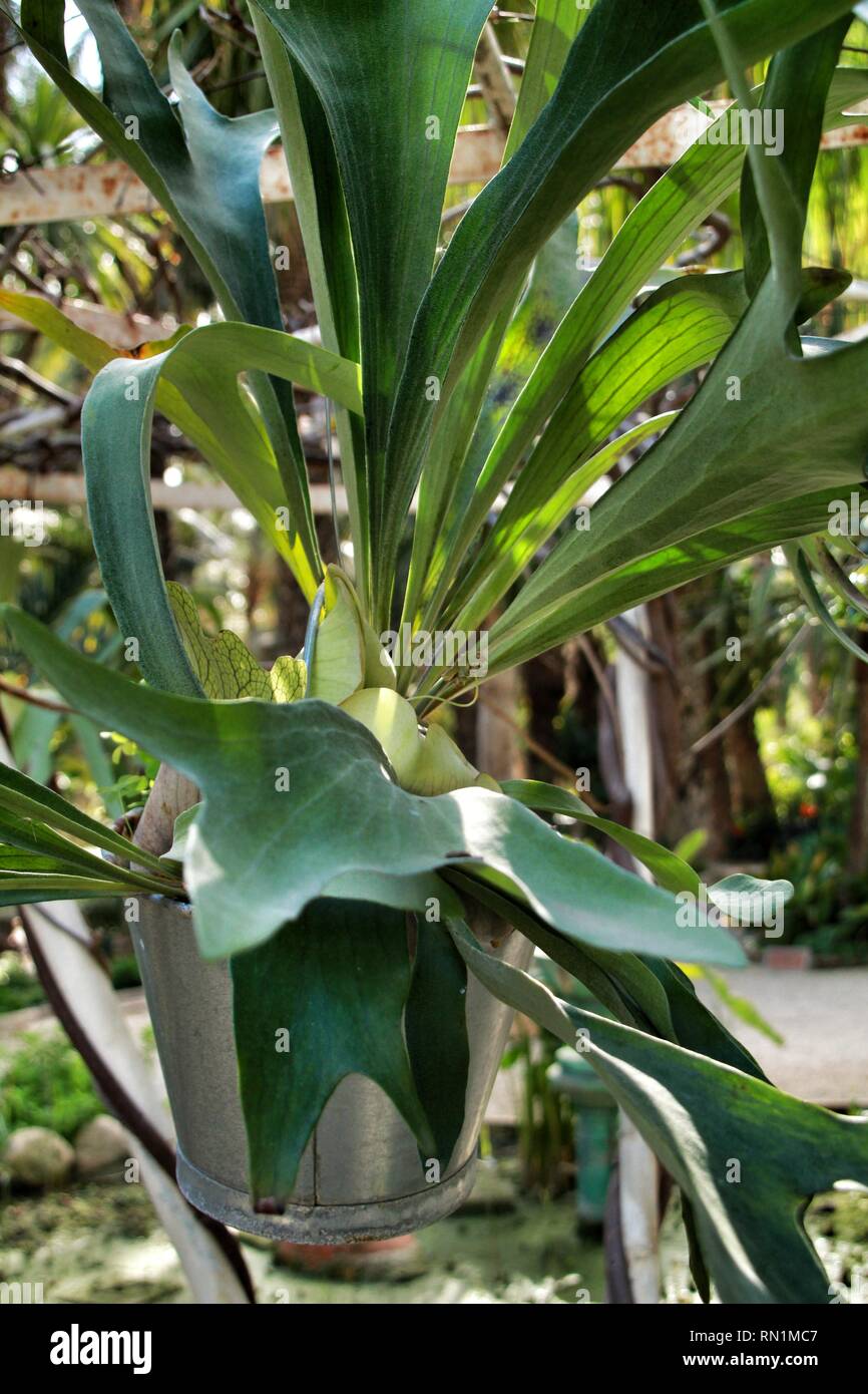 Platycerium bifurcatum pot nel giardino di Elche Foto Stock