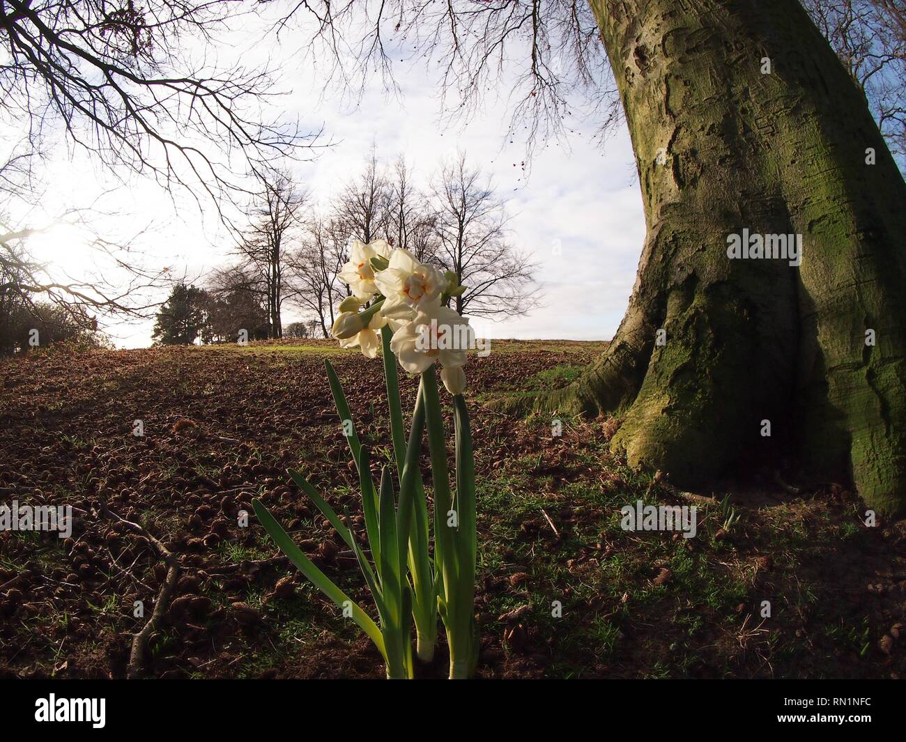 La molla narcisi sotto il sole Foto Stock