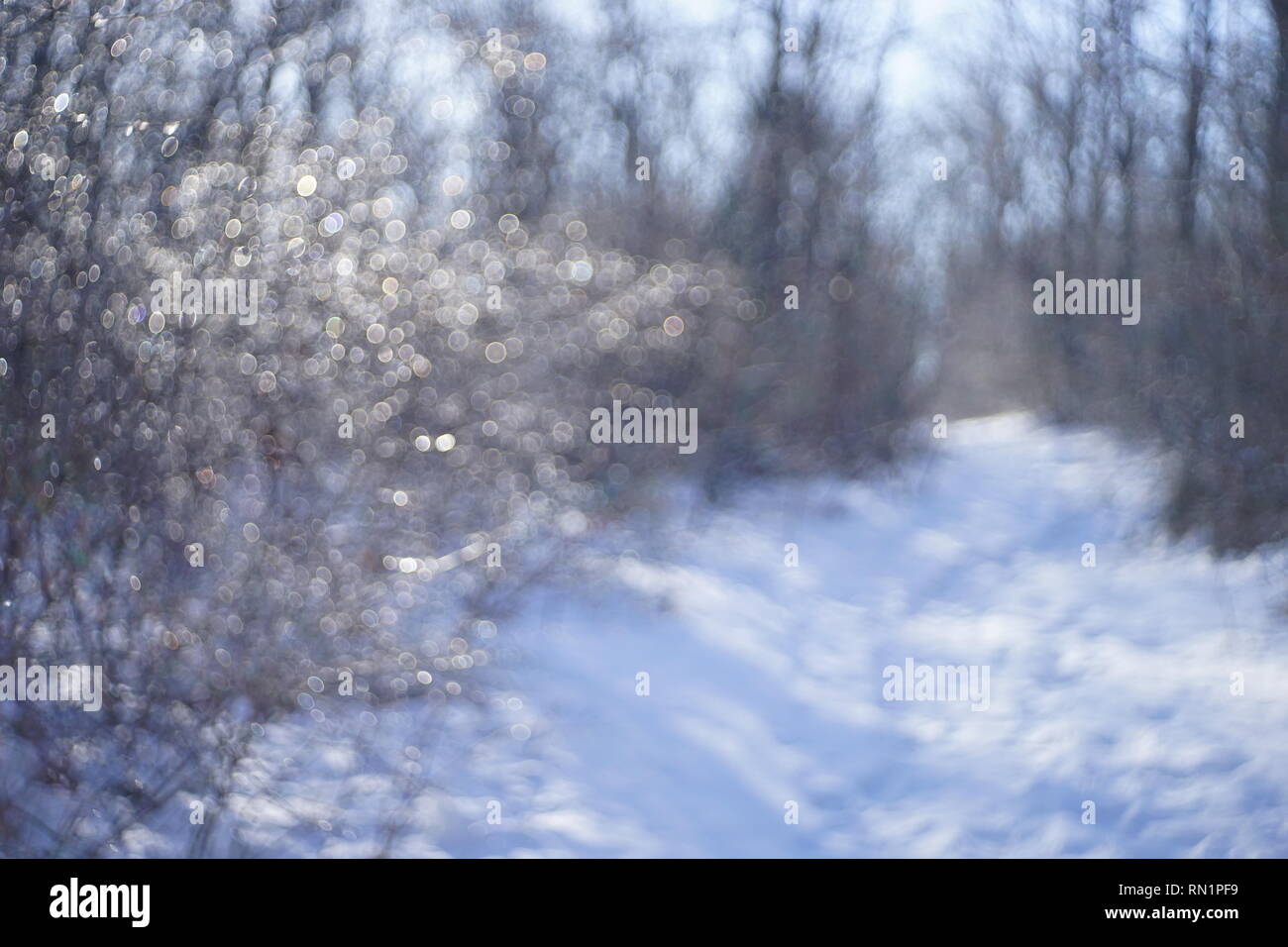 Sfocare lo sfondo di foresta nella neve con rami con bokeh cerchi in inverno Foto Stock