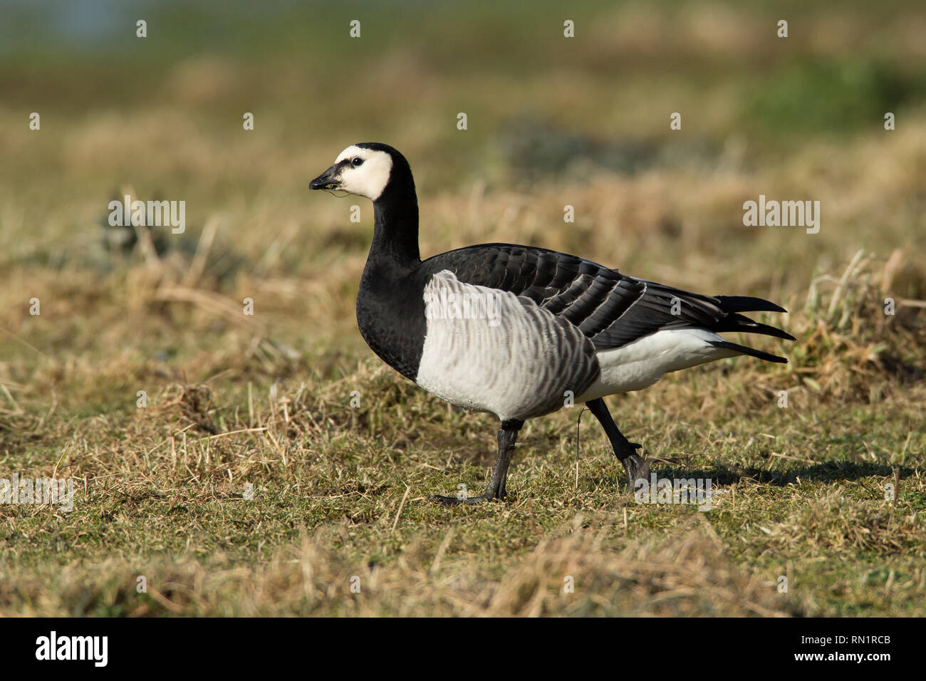 Barnacle Goose su pascoli Foto Stock