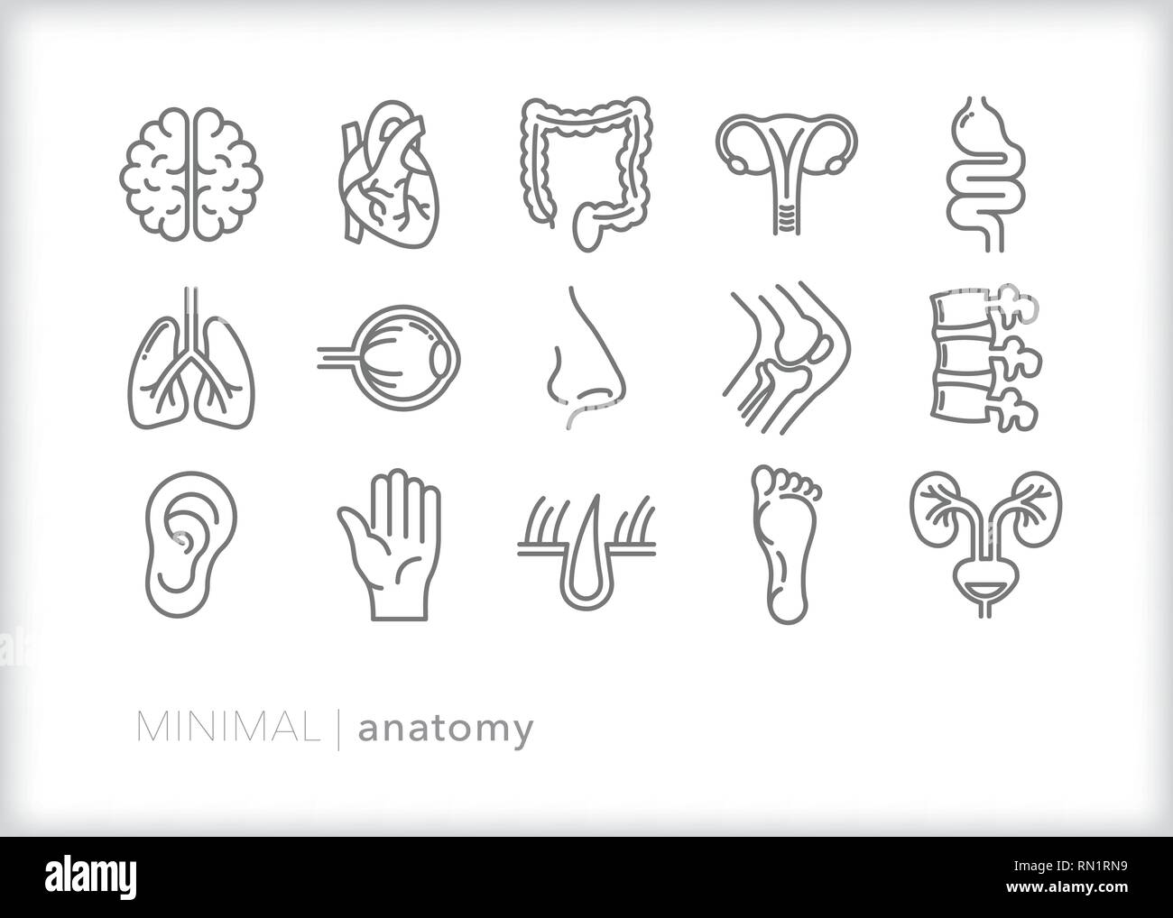 Set di 15 grigio icone di anatomia di parti del corpo umano per l educazione e la formazione medica, compresi cervello, cuore, dell'apparato digerente, colonna vertebrale e polmoni Illustrazione Vettoriale
