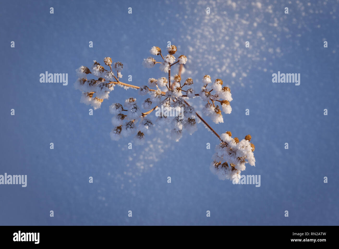 Coperte di neve Yarrow comune in Yellowknife, Northwest Territories, Canada. Foto Stock