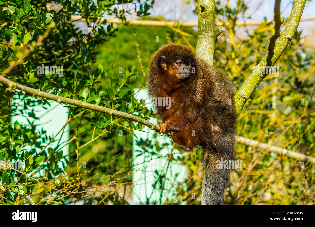 Primo piano di una ramata titi seduta sul ramo, esotici monkey dalla foresta amazzonica del Brasile Foto Stock