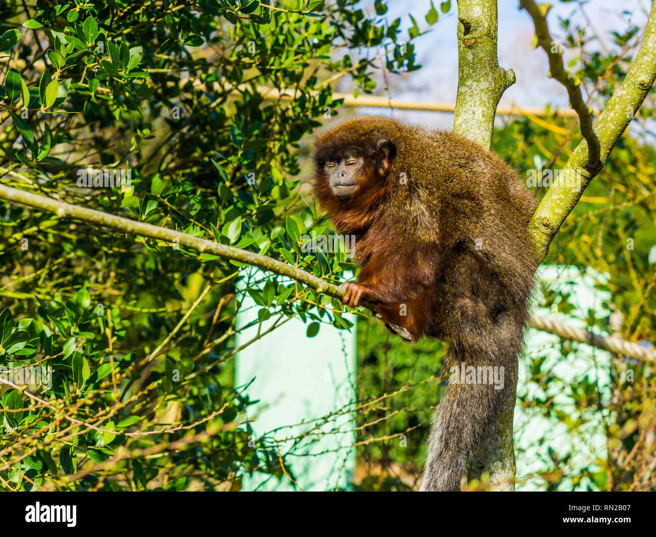 Titi ramato seduto su un ramo, closeup ritratto, scimmia tropicale dalla foresta amazzonica del Brasile Foto Stock