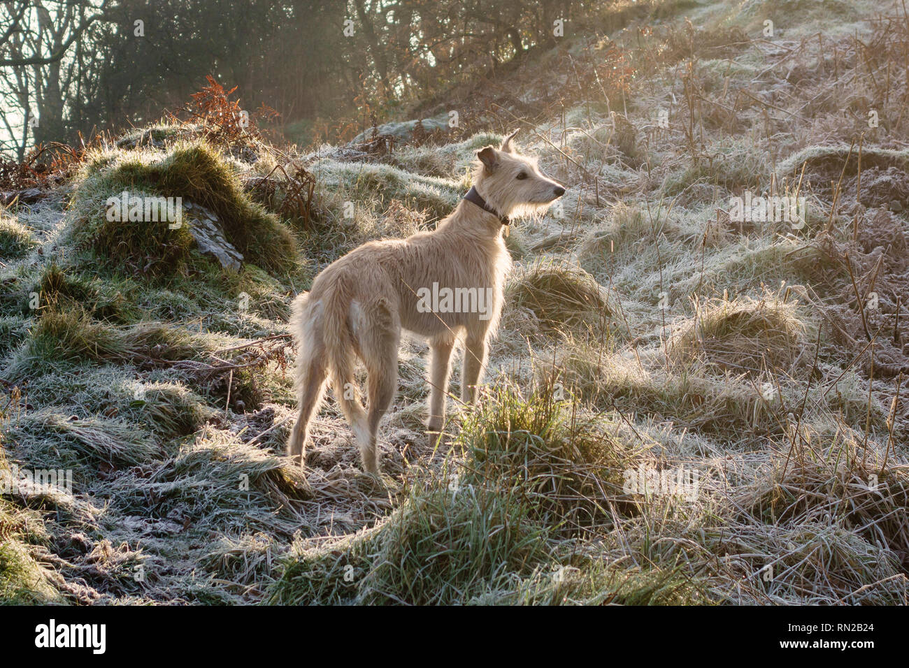 Un cane lurcher in un freddo e gelido inverno mattina a piedi. Herefordshire, Regno Unito Foto Stock