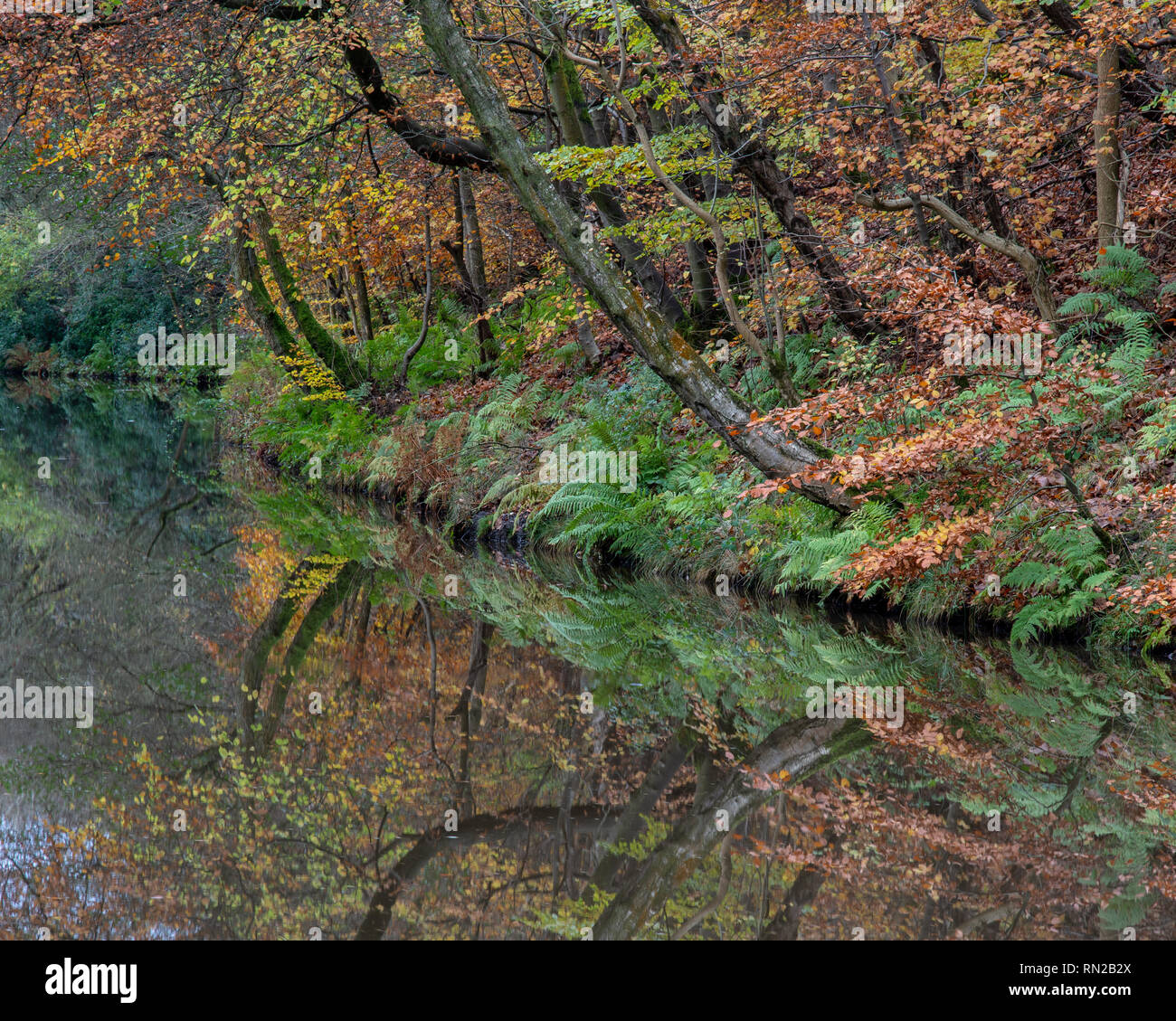Alberi visualizza i colori autunnali sulle rive dell'Unione Canal a Falkirk in Scozia centrale. Foto Stock