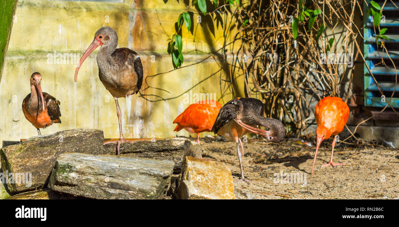 Gruppo di ibis lucido insieme, uccelli tropicali da Eurasia e Africa Foto Stock