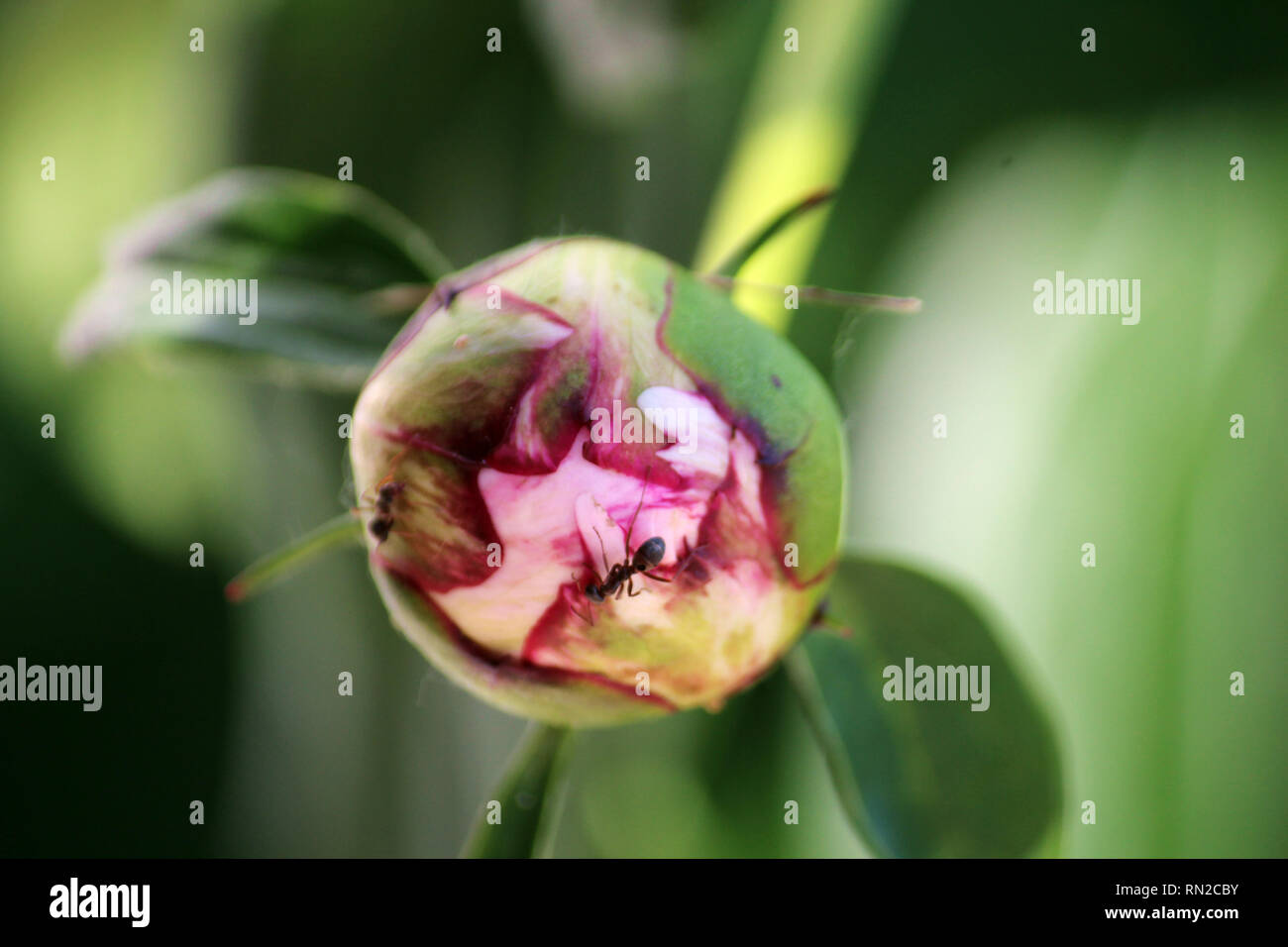 Ripresa macro di un incendio Ant strisciando su un flowerbud di un rosa peonia, in primavera, nel Wisconsin, utilizzando un effetto bokeh di fondo Foto Stock