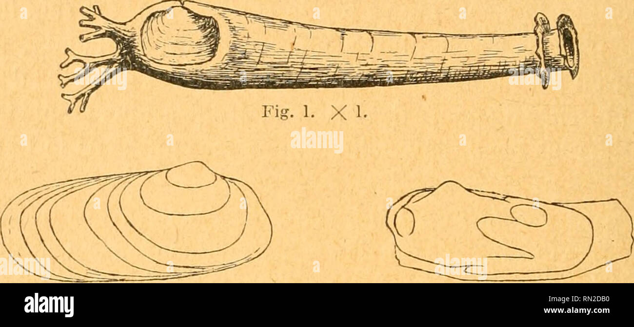 . Annales de la Société royale zoologique et malacologique de Belgique. Zoologia; molluschi. 16 SOCIÉTÉ ROYALE ZOOLOGIQUE ET MALACOLOGIQUE DE BELGIQUE. que celle-ci limitée est tout entière à la superficie et que son bord postérieur passe insensiblement au tubo; cependant, contrariamente à cette apparizione trompeuse, la valvola se prolonge lombo à l'intérieur, contre le tube, de manière à égaler la valvola restée droite libre. La valvola incrustée n'est pas lisse, comme le croyait Deshayes, mais ponctuée comme l'autre valvola ; la corteccia portant ces est ornamenti d'une délicatesse extrême et se détache ave Foto Stock