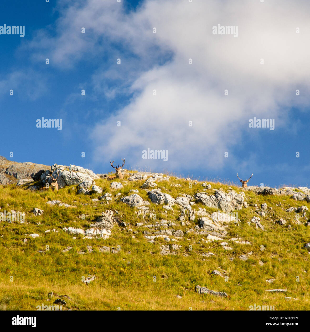 Un Stag Cervo si affaccia dalla montagna in Assynt nelle Highlands della Scozia. Foto Stock