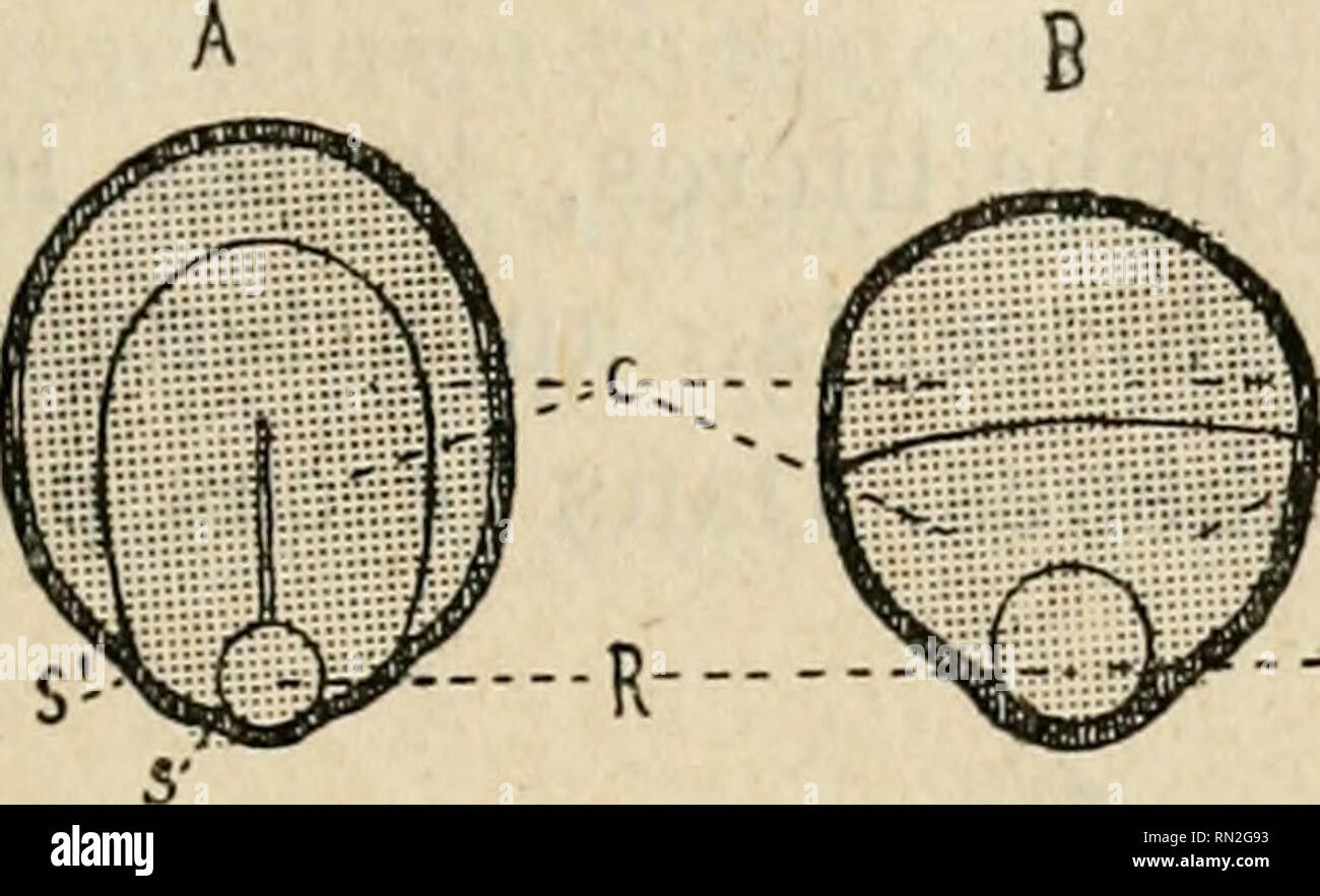 . Annales de la science agronomique franaise et trangre. Agricoltura; Arte -- Francia; Agricoltura stazioni di esperimento -- Francia. LES SEMENCES DES PLANTES CULTIVEES 49 radicule par rapport à ces derniers, enfin, d'une manière généralel'aspectde l'embryon, demeurentlesmêmesquelleque soit la graine à laquelle su s'adresse. Il n'en est plus ainsi pour les Crucifères où les différentes parti de l'embryon peuvent affecter, les unes par rapport aux autres, diverses. -C ----. Si prega di notare che queste immagini vengono estratte dalla pagina sottoposta a scansione di immagini che possono essere state migliorate digitalmente per la leggibilità - c Foto Stock