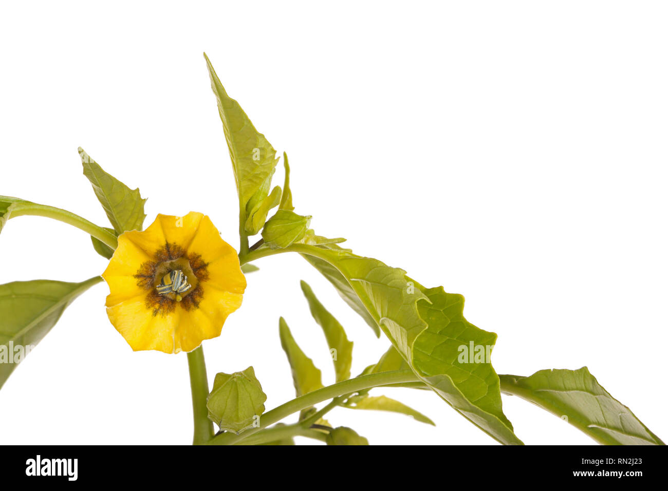Close-up di un fiore aperto, foglie e germogli di sviluppo di un tomatillo (philadelphica Physalis ixocarpa o) isolati contro uno sfondo bianco Foto Stock