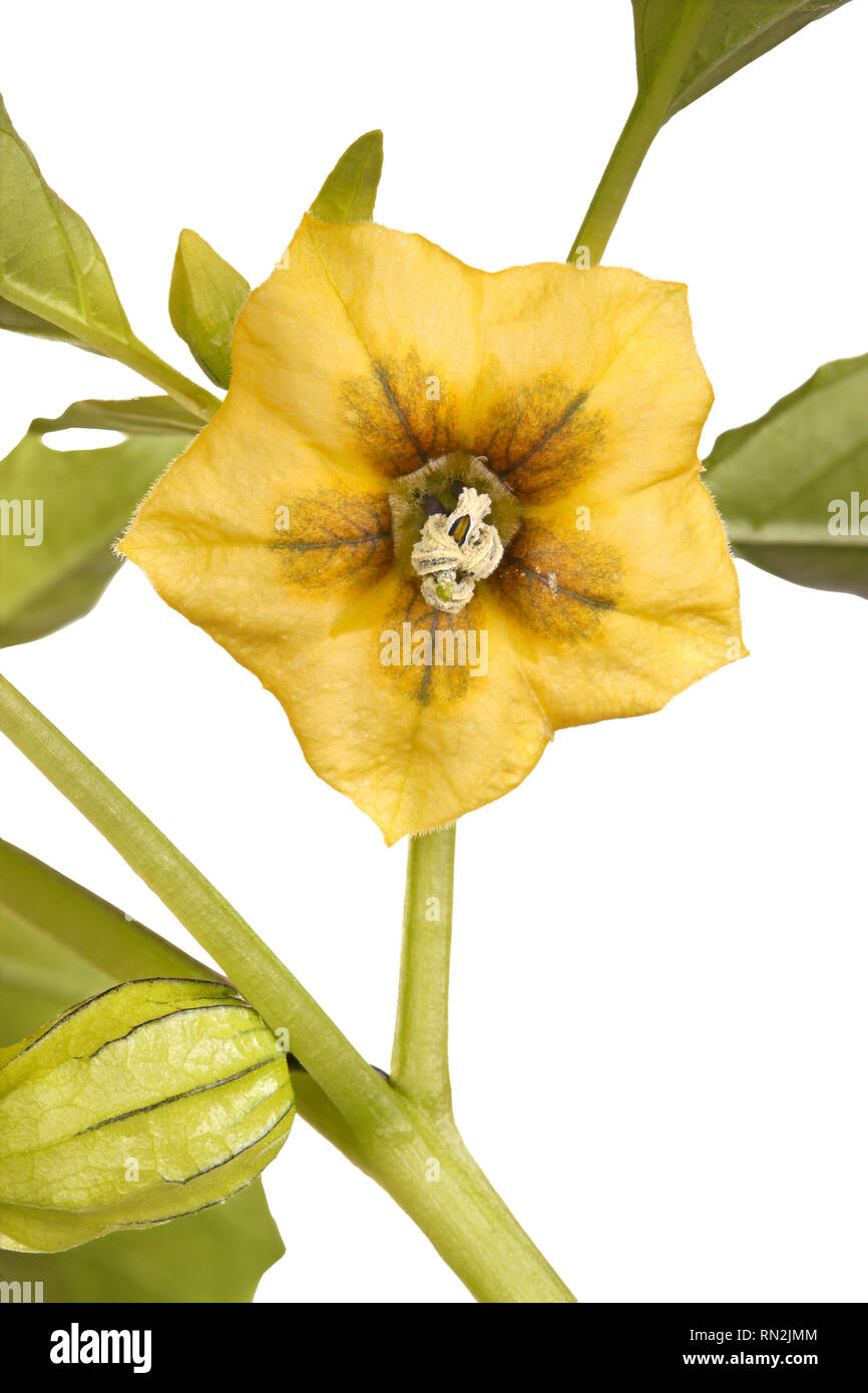 Close-up di un fiore aperto, di foglie e di sviluppo di gemma di un tomatillo (philadelphica Physalis ixocarpa o) isolati contro uno sfondo bianco Foto Stock
