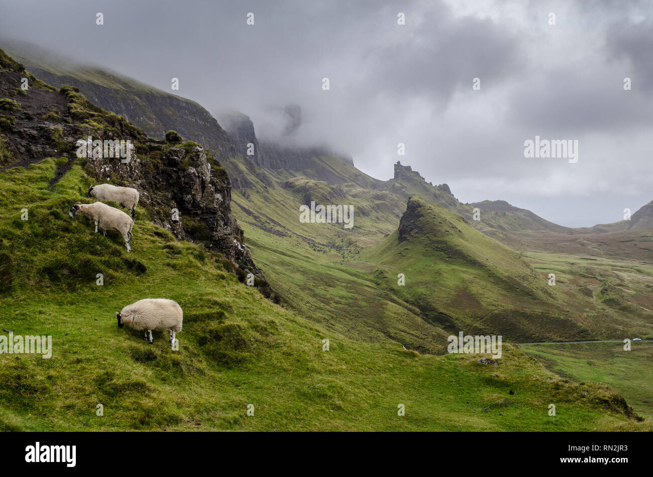 Tre pecore pascolano sulle pendici del Quiraing, una montagna di frana rilievi sulla penisola di Trotternish della Scozia Isola di Skye. Foto Stock