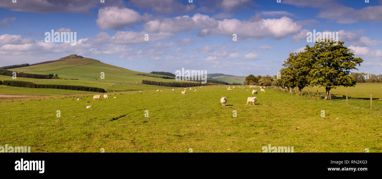 Pecore pascolano su pascolo a Ruber legge della collina nel sud della montagna di Scottish Borders. Foto Stock