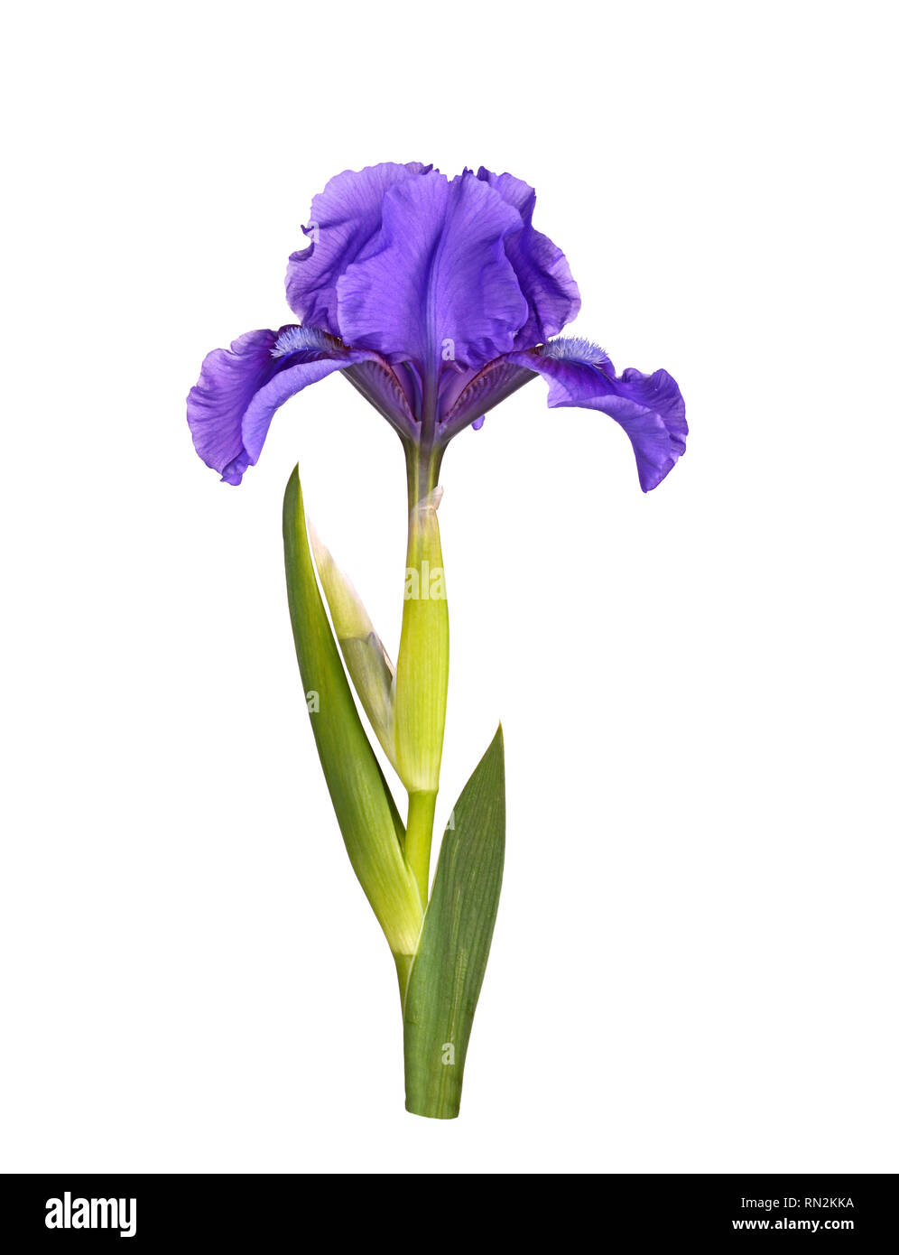 Stelo con leaveas e unico fiore di un viola scuro, nano barbuto cultivar iris (Iris germanica) isolati contro uno sfondo bianco Foto Stock