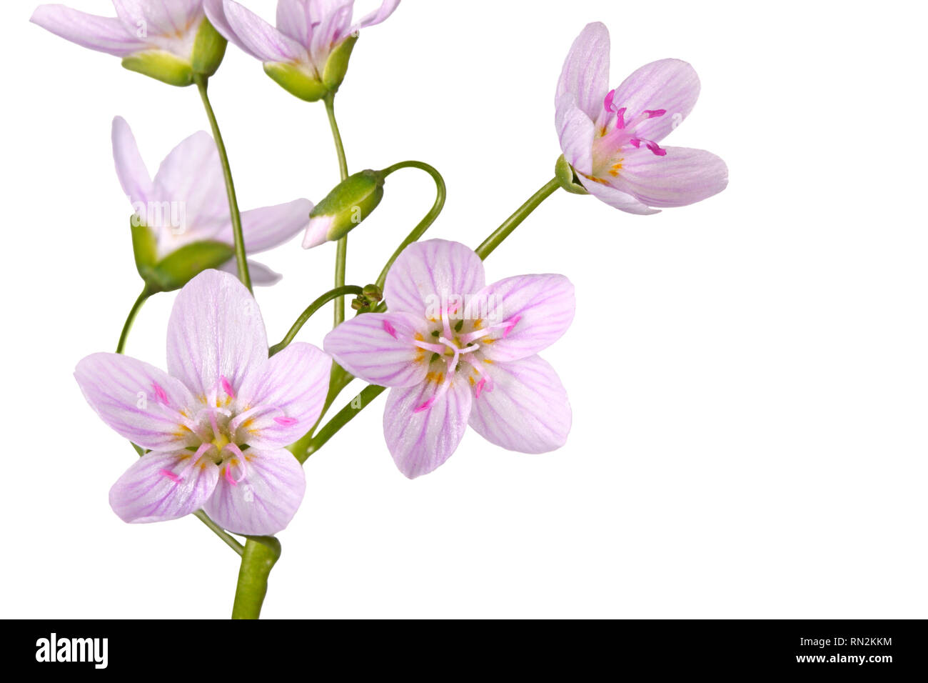 Stelo con diversi fiori aperti della Primavera di bellezza di fiori selvaggi (Claytonia virginica) isolati contro uno sfondo bianco Foto Stock