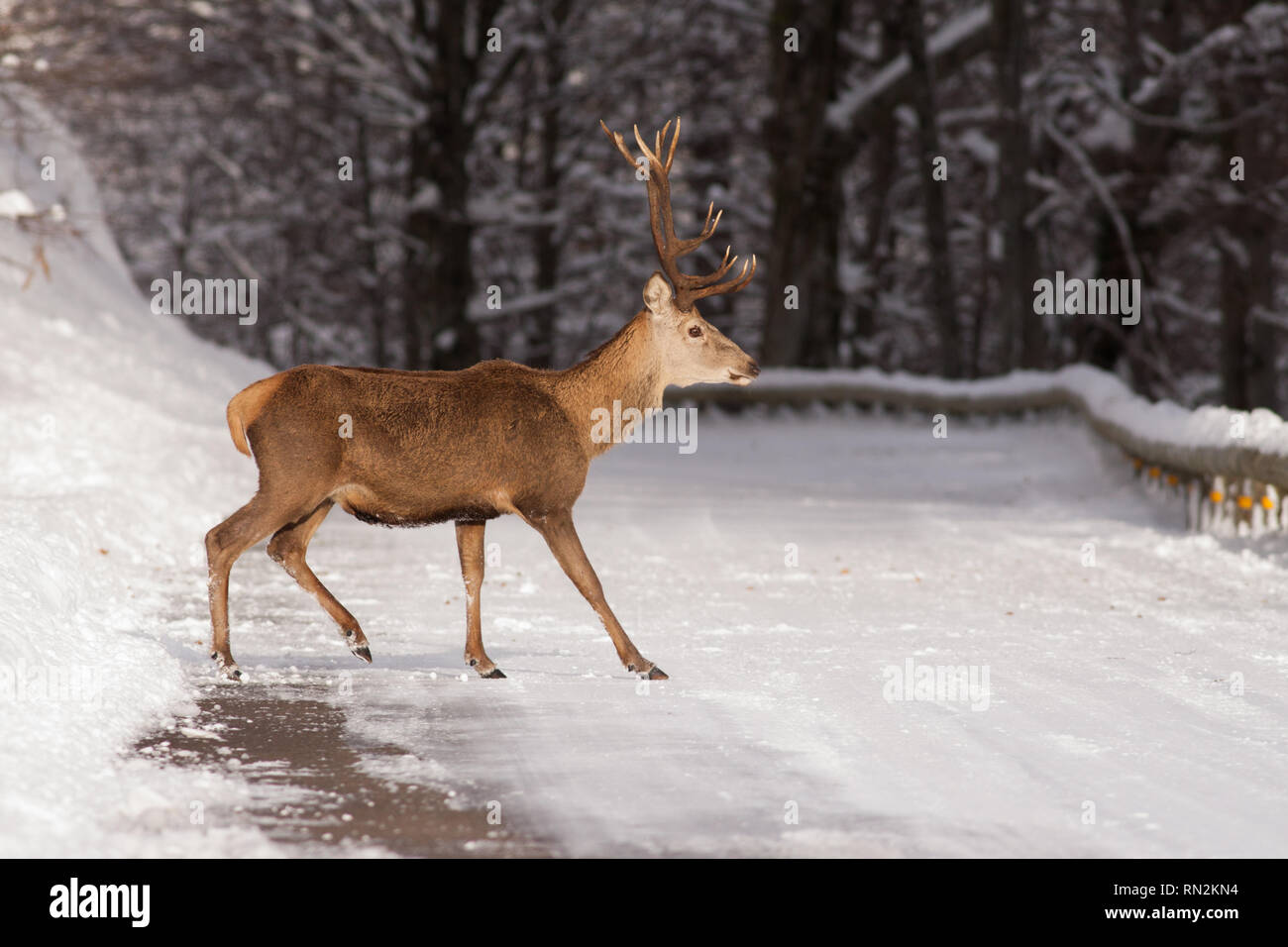 Un maschio di cervi rossi nel Saja-Besaya parco naturale, Spagna Foto Stock