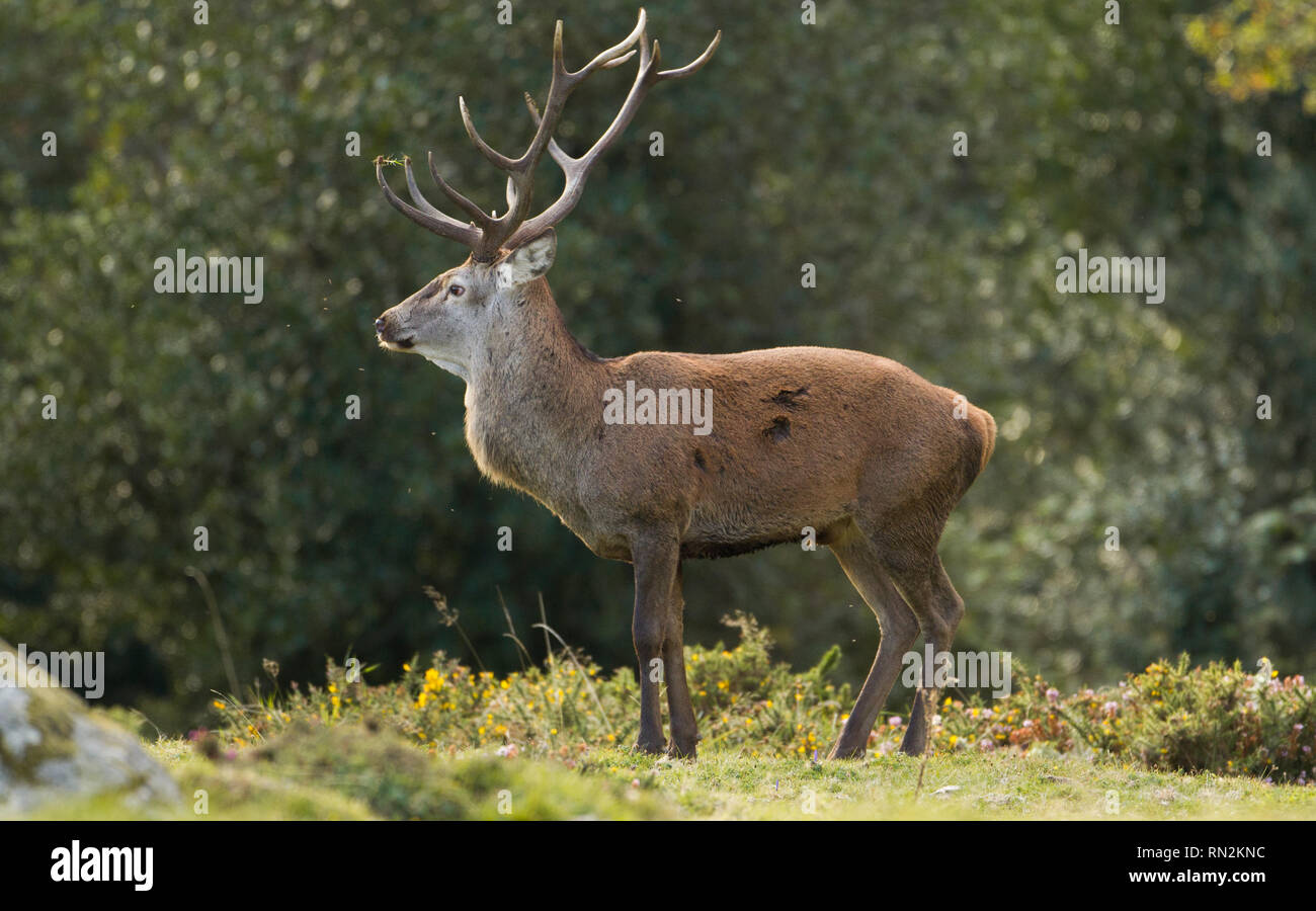 Un maschio di cervi rossi nel Saja-Besaya parco naturale, Spagna Foto Stock