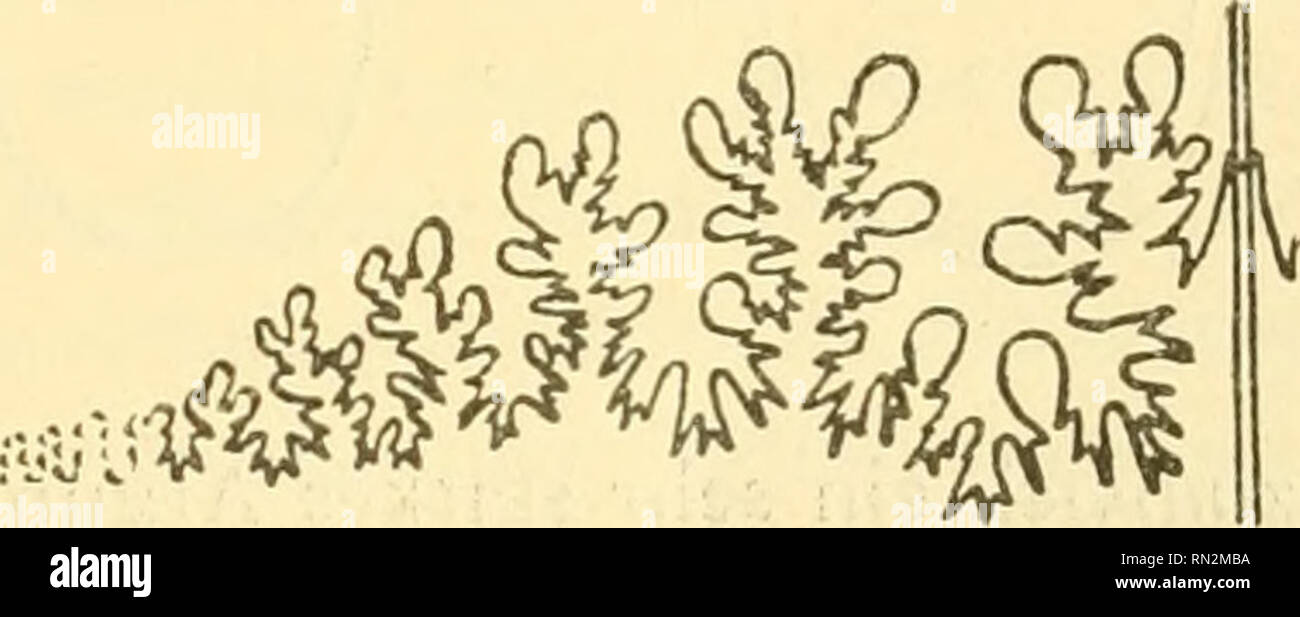 . Annalen des Naturhistorischen musei in Wien. Naturhistorisches Museum (Austria); la storia naturale. Über eine mittelliasische Gephalopodenfauna aus dem nordöstlichen Kleinasien. 367 Dimensionen. D h b Zahl d. Einschn. n d.c. letzten ümg. I. 17-2 mm 47^ /o 44°/o 18% 5 2 24-8 51 42 15 4 3 29 6 51 39 15 5 4 34-4 51 39 16 5 5 44-6 54 38 12 4 6 55-0 53 39 12 6 7 53 70-2 32 MI3 7 8 87-5 52 32 10 8 Phylloceras Emeryi weitaus ist der häufigste Ammonit in Ak Daghia. Es liegen mir von ihm nicht weniger als 26 Exemplare in den verschiedensten Wachstumsstadien vor. Der Querschnitt der Windungen ist ovale. D Foto Stock