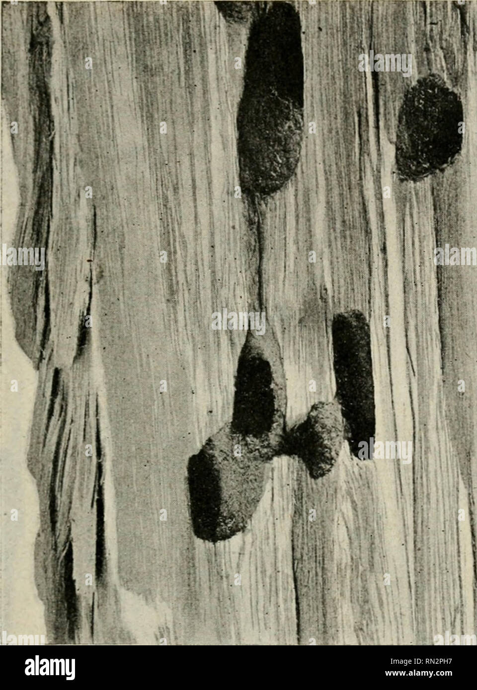 . Annales de la science agronomique franaise et trangre. Agricoltura; Arte -- Francia; Agricoltura stazioni di esperimento -- Francia. KMOMOLOGIK FORESTIERE 597 idée de la disposition et du calibro des galeries larvaires qui sont forées parfois dans le bois sain. ???'*??. Fig. 2&lt;j7. iA:^.l i ^ ; Tronc de Peuplier foré par la Larve de V.Eijosoma scal/ricurne Scop i/i gr. nat. (Orig. coll. SlanJfii-è, Zurigo). Cossus ligniperda L. Voir : Chapitre des SauleS. Cossus oesculi L. Voir : Chapitre du Châtaignier. Il Sesia apiformis L. Lépidopt., Sesiidoe (api Trochilium forme L.) Longueur, Papillon étalé : Foto Stock