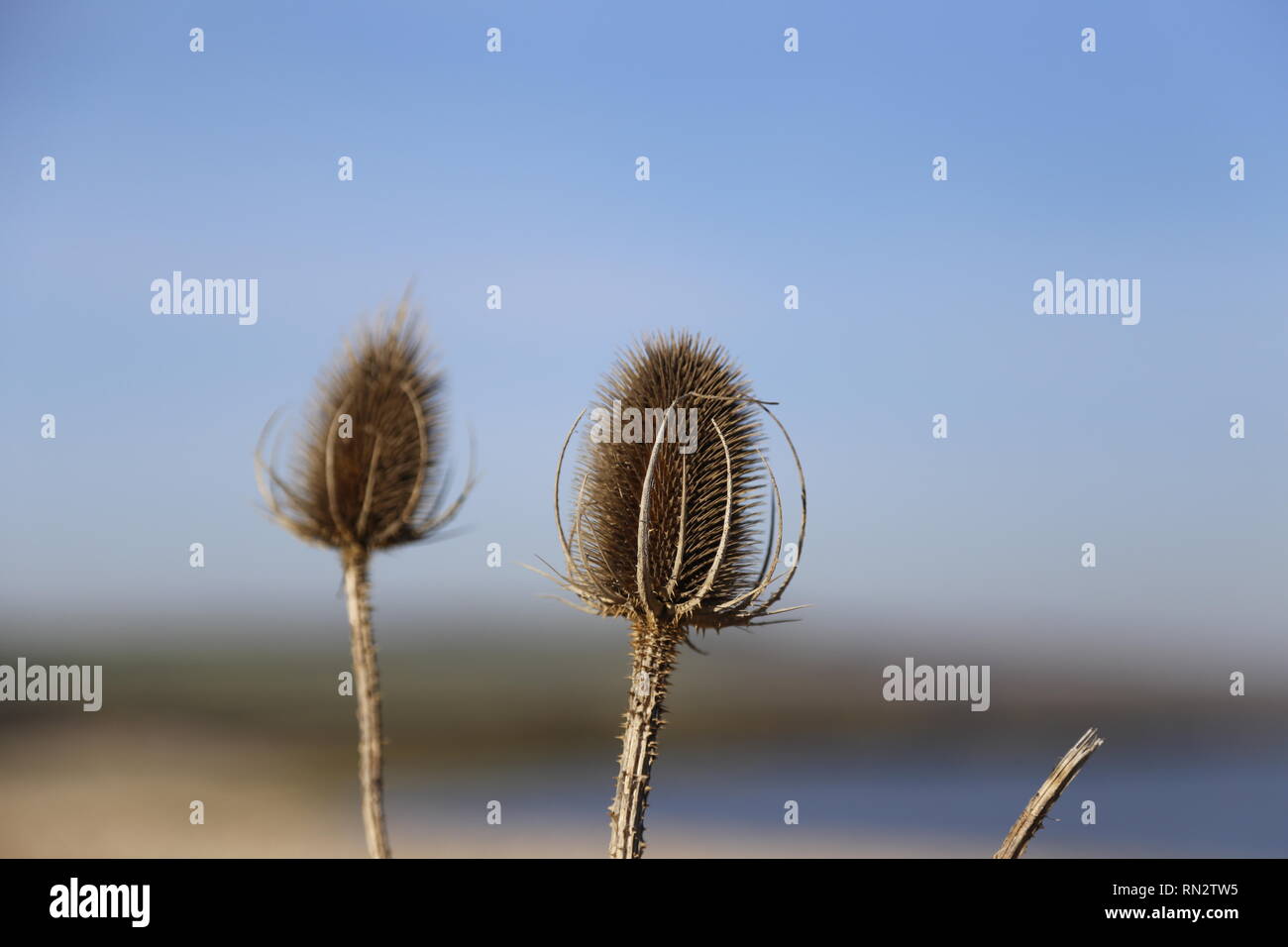 Fuller's Teasel stabilimento di Sun Foto Stock