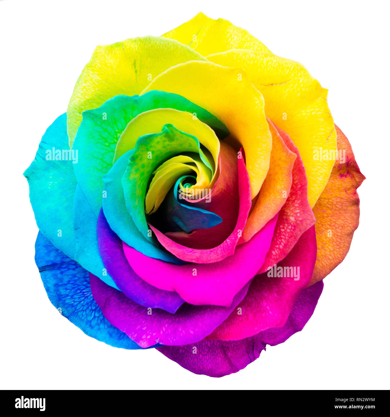 Rosa arcobaleno immagini e fotografie stock ad alta risoluzione - Alamy