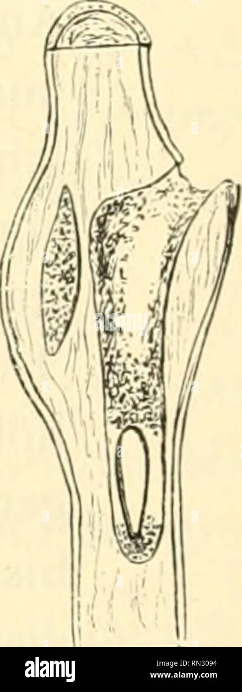 . Annalen des Naturhistorischen musei in Wien. Naturhistorisches Museum (Austria); la storia naturale. Die Crabronen der paläarktischen regione. 4^9 Crabro leucostotna L. Auf den Blättern von Ribes, Hainbuchen, Symphoricarpus racemosus, auf Spiraea ar"/icw5-Blüten, un Eichengebüsch, in Bohrlöchern alter Planken und Pfähle. 1840. - J. O. Westwood (Introd. mod. classif. Insetti, Londra II, pag. igS). - "Nistet in morschem Holze und die trägt Diptere Anthomyia plu- vialis ein." 1845. - A. G. Dahlbom (Imene. Conclu... I, p. 342). - "Femina raptat Sphero- phoriam Melissae Zett. {Scaeva Menthastri caduta.j i Foto Stock