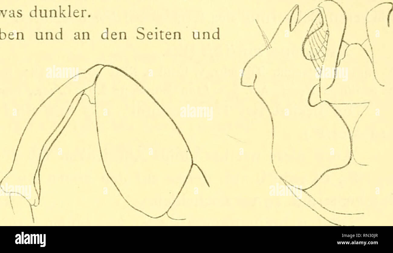 . Annalen des Naturhistorischen musei in Wien. Naturhistorisches Museum (Austria); la storia naturale. Die Xylocopen (Holzbienen) des Wiener Hofmuseums. 305 nur ein niedriger von ihr gegen die Mitte des Schenkels zu ziehender Kiel vorhanden. Kopulationsapparat (Fig. 48). Lange des Körpers ca. 17 mm, der Vorderflügel ca. 16 mm. 2. Xylocopa clavicrus n. sp. d Im Besitze des königl. zool. Musei a Berlino 1 g aus Ceylon und 1 5 von den Philippinen (Insel Luzon Centrale). Ist sehr ähnlich volatilis Sm., aber leicht von dieser Art durch die durchaus an- derôme Bildung der Hinterschenkel (Fig. 49) und des Kop Foto Stock