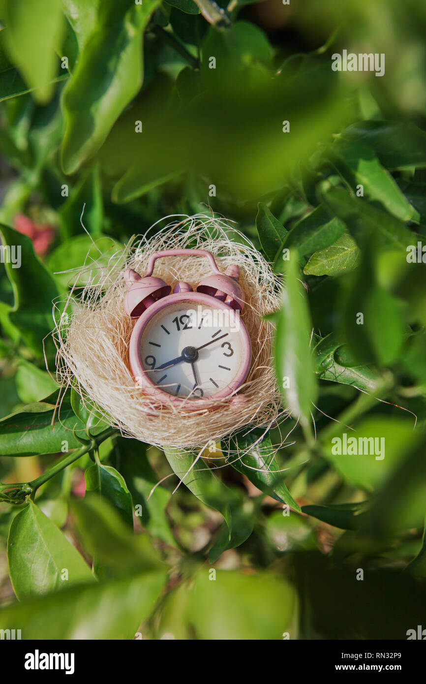 Foto concettuale.Il tempo di vita, tempo di speranza famiglia tempo tempo di tornare.L'orologio su l'uccello amore nella macchia verde Foto Stock