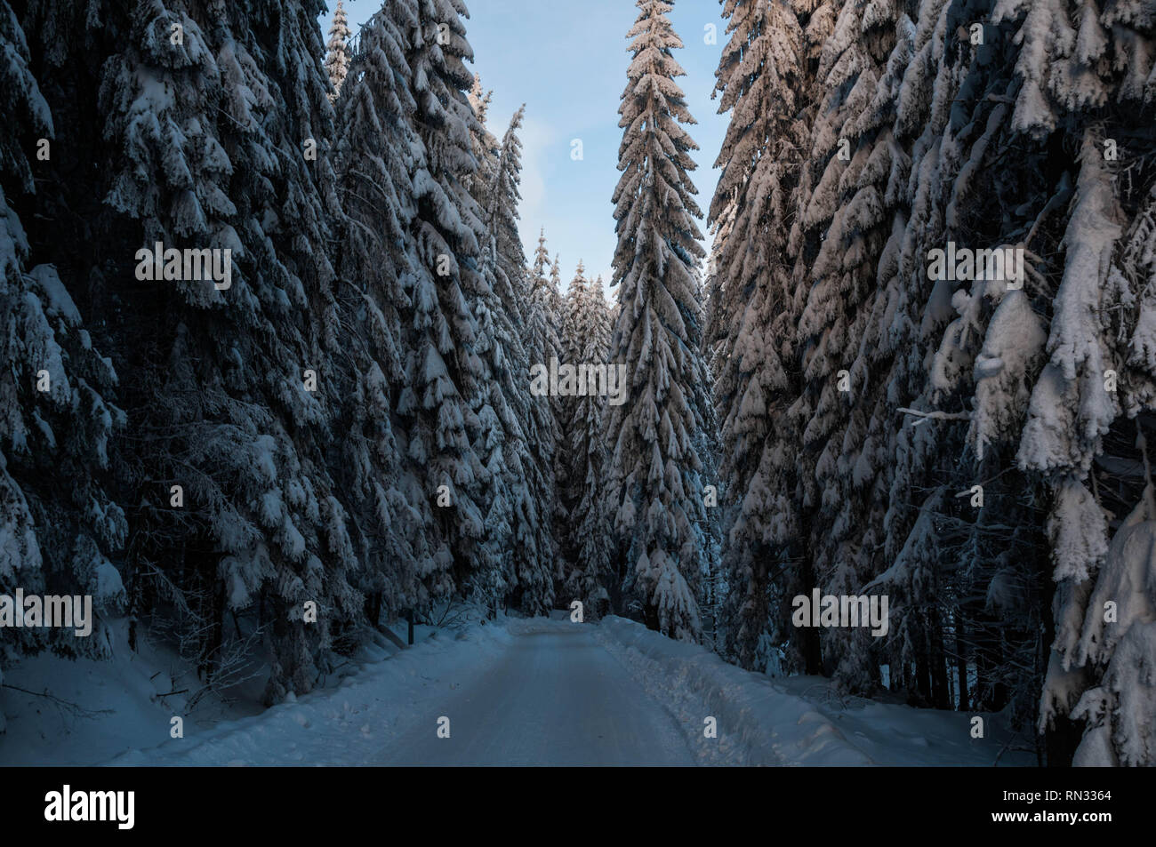 Percorso di foresta enorme neve su alberi di pino a tempo in inverno le montagne Carpatian Foto Stock