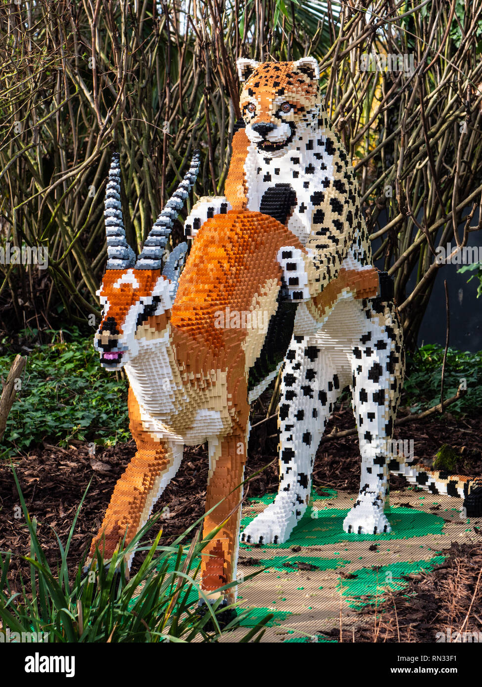 I ghepardi catturare un impala, uno di lifesize Lego grande gatti per lo Zoo di Chester Foto Stock