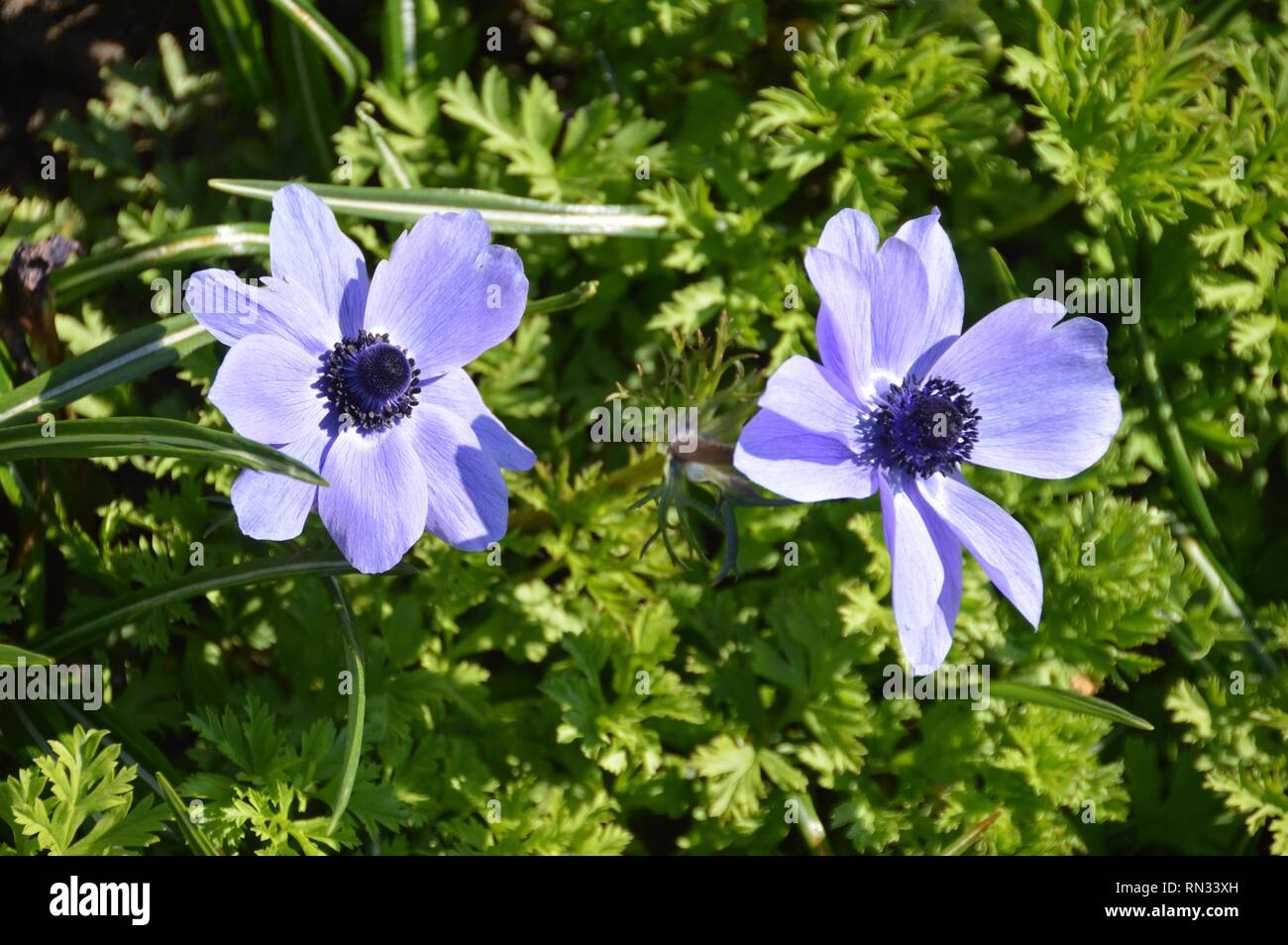 Bella Blu di anemoni che mostra amore e felicità Foto Stock