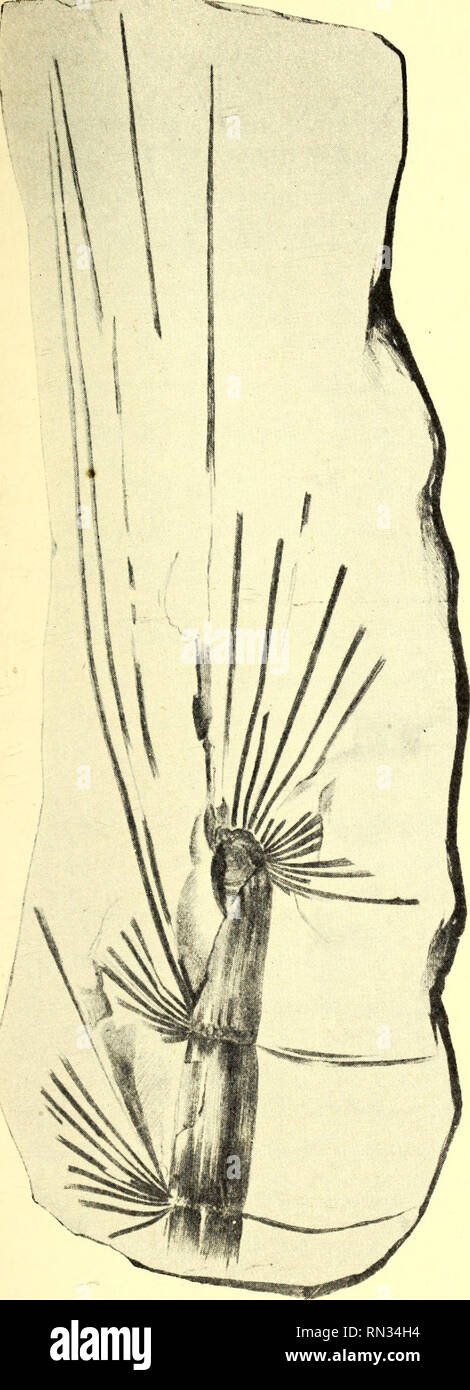 . Anleitung zur bestimmung der karbonpflanzen West-Europas, mit besonderer berücksichtigung der in den Niederlanden und den benachbarten ländern gefundenen oder noch zu erwartenden arten. Paleobotanica; Paleobotanica. 247 bar-sein des Stengels wohl in erster Linie von der Erhaltungsweise des esemplari abhängen. Wohl als Hauptmerkmal giebt Stur un, dass bei A. westphalica der Stengel kräftiger ist und mehr verkohlte organische Substanz enthält, daher auch steifer und auffälliger ist. Dass solche "Merk-" maschio nur Erhaltungszu dem- stande zuzuschreiben sind, wird wohl ohne weiteres klar sein.Übr Foto Stock