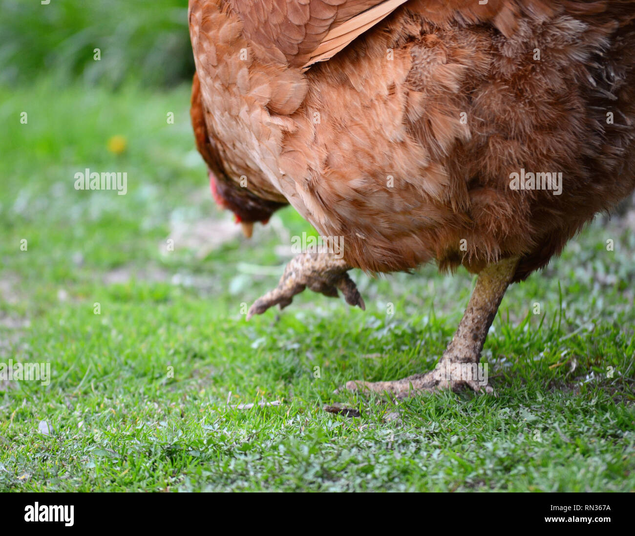 Civetta domestica su erba, gallus gallus addomesticus Foto Stock