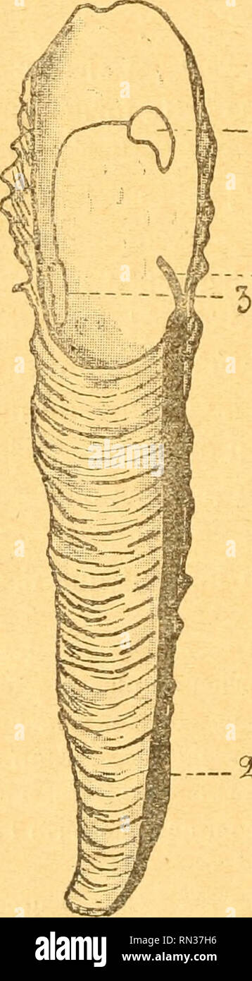 . Annales de la Société royale zoologique et malacologique de Belgique. Zoologia; molluschi. 338 ANNALES DE LA SOCIÉTÉ ROYALE  .Zf zone d'accroissement et que l'on peut comparer à celles de certuni le rudiste et de certaines Huîtres. , La couleur extérieure des valvole est d'onu vert souvent plus clair que dans les forme précédentes ; à leur superficie su distingue épiderme onu toujours très bien conservé ; elles sont recouvertes d'épines tubuleuses qui paraissent jouer, dans certuni cas, il ruolo delle Nazioni Unite dans la fissazione de l'animale. Comme l'un fait remarquer Simroth (1890), les épines tubu- leuses qui garni Foto Stock