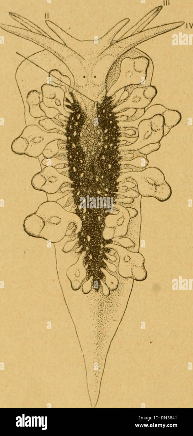 . Annales de la Société royale malacologique de Belgique. Molluschi; Zoologia. XX SOr.IÉTIÎ UOYAI.K MALACOLOGIQUE DE UtLUlUUE C'est au aciflque), qui diffèrent toutes de celle dont il est questione ici. Cette dernière peut être nommée caractérisée et de la façon suivante : Cijerce Jheringi, n. sp. - Couleur générale gris clair; région centrale du dos foncée, un peu olivâtre, avec quelques lâches rouges; la région péricardique se détache en brun sur ce fond più cupo. Tête rôuge-brun, sauf autour des yeux, où elle est gris clair; papille anale (I, fig. 1) jaune. i*apilles dor- vendite grigi ", bord Foto Stock