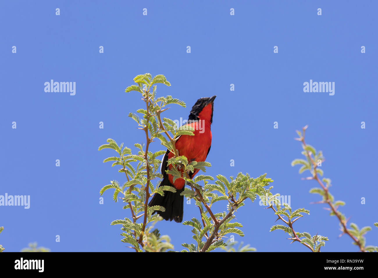 Crimson-breasted shrike o gonolek, Laniarius atrococcineus, Kgalagadi Parco transfrontaliero, Northern Cape, Sud Africa appollaiato sul ramo di acacia Foto Stock