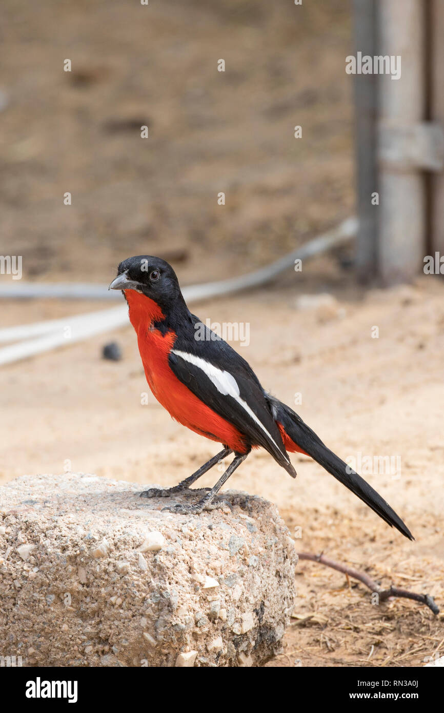 Crimson-breasted shrike o gonolek, Laniarius atrococcineus, kgalagadi Parco transfrontaliero, Northern Cape, Sud Africa a Nossob campeggio Foto Stock