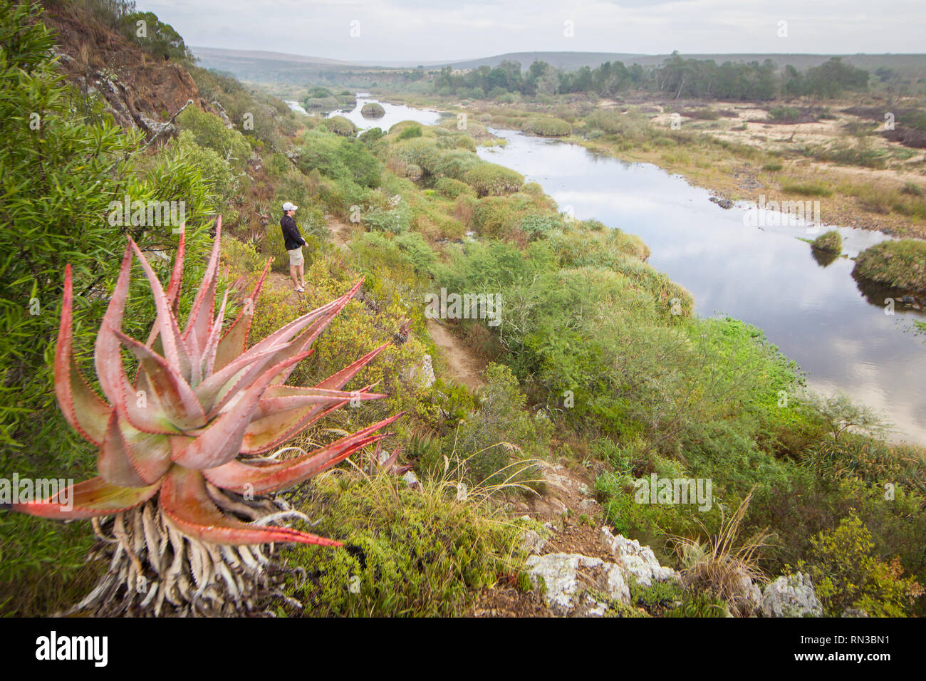 Un giovane uomo guarda per uccelli lungo il fiume Breede, Bontebok National Park, Western Cape, Sud Africa, dove il birdwatching e le escursioni sono popolari. Foto Stock