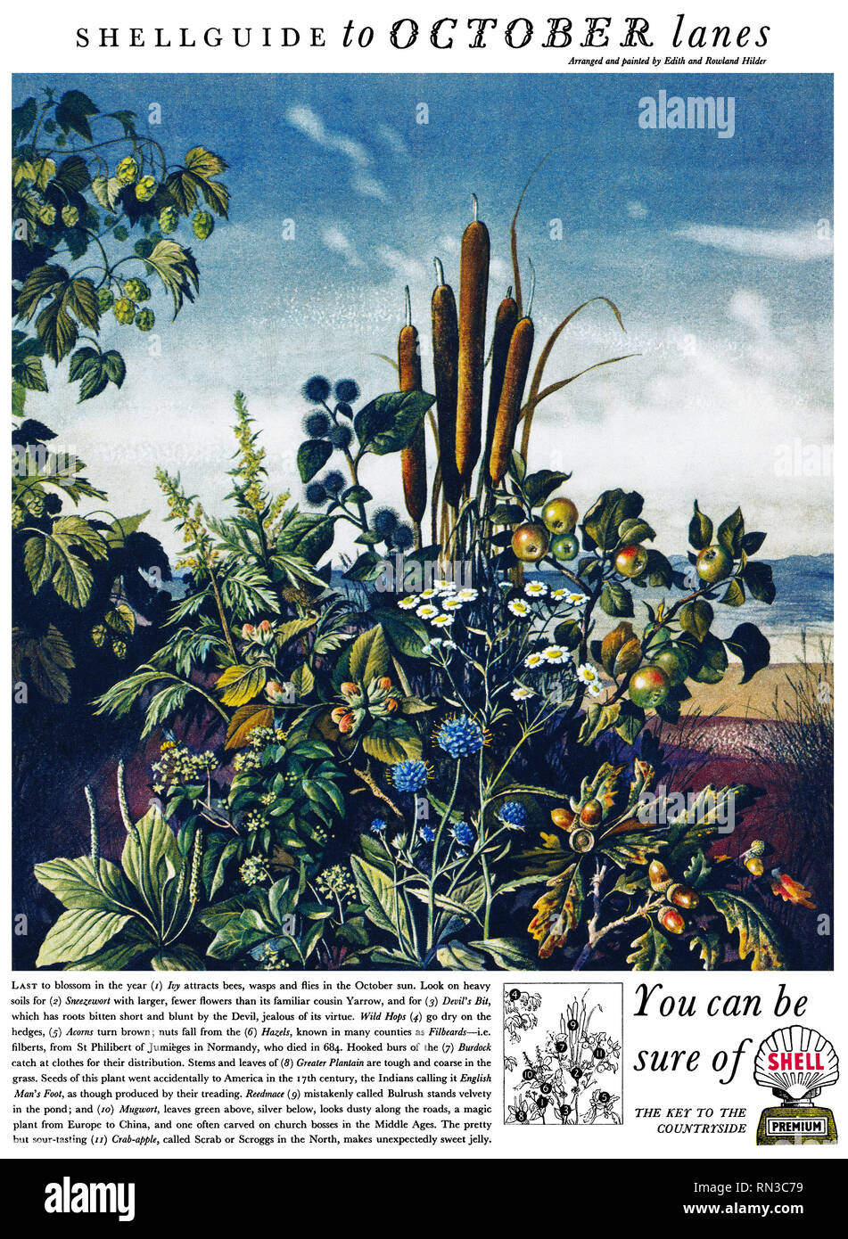 1954 British pubblicità per Shell Petroleum, illustrato da Edith e Rowland Hilder. Foto Stock